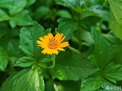 蟛撄?;??脿的简单介绍-友博电竞